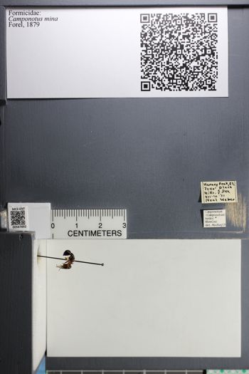 Media type: image;   Entomology 567892
